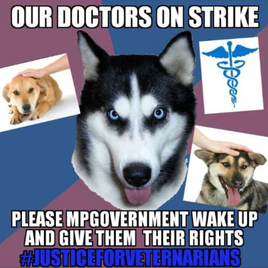 Ankushkatara20's tweet photo. #justiceforveterinarians #vetsunited #vetsonstrike #joblessvets
@OfficeOfKNath @priyankagandhi @CMMadhyaPradesh @mp_husbandry @girirajsinghbjp @narendramodi @ChouhanShivraj @INCIndia @INCIndia @BJP4MP @BJP4India @ZeeMPCG https://t.co/9KBoBcdsTb
