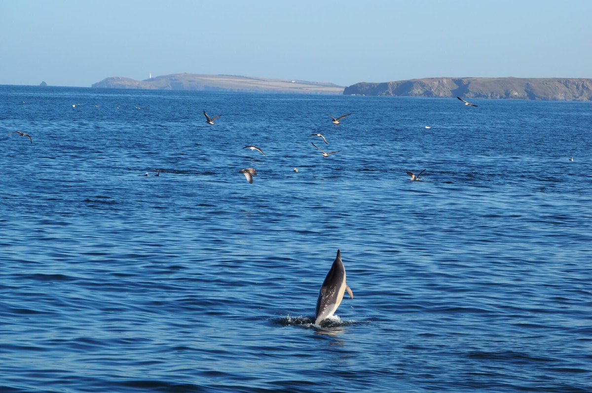 I've ruined my first years - they spent the second morning of their course watching and listening to a pod of common dolphins hunting in Newquay Bay in brilliant sunshine and calm seas #studynewquay @Newquayseasafaris thanks Chris Lowe x