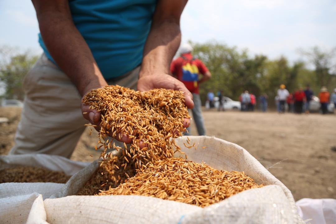 Rasta_Informa's tweet photo. @Mippcivzla #19Sep | 📢 ¡LA ETIQUETA DEL DÍA! ⏩ #VenezuelaProductivaDePaz

El Gobierno Revolucionario, continúa trabajando para impulsar la producción social como garantía de la consolidación de la soberanía alimentaria y la paz del pueblo venezolano. ¡ Producir es Vencer! @NicolasMaduro https://t.co/Ud7QLUt0Cz