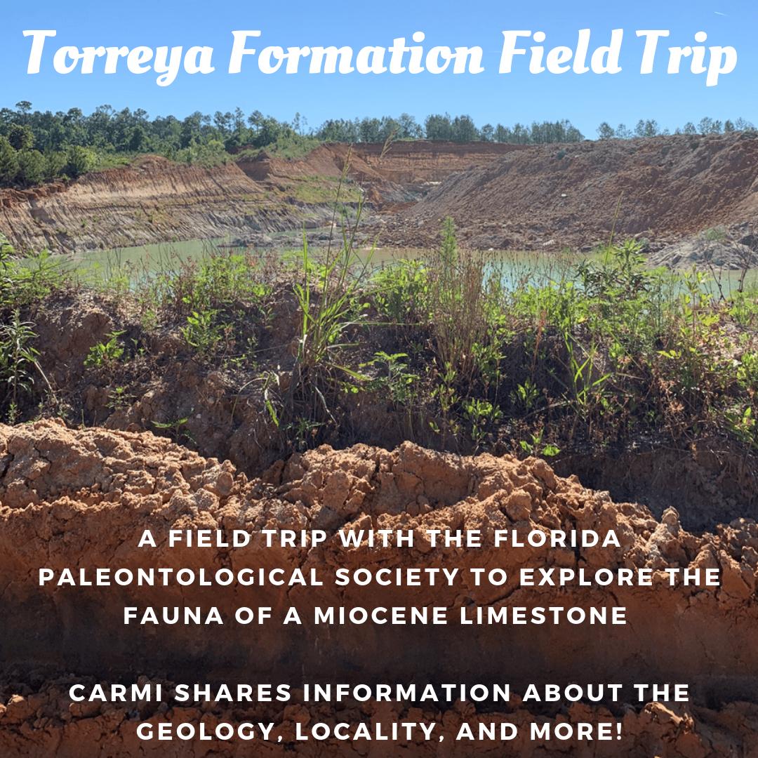 TimeScavengers's tweet image. #FieldExcursion post by @bibibivalve on a recent trip to explore the Torreya Fm from the Miocene (~19–15.3 ma)  w/ the Florida Paleontological Society, a local fossil club. Carmi describes the field trip structure, knowledge shared, &amp;amp; fossils found! timescavengers.blog/2019/09/19/tor…