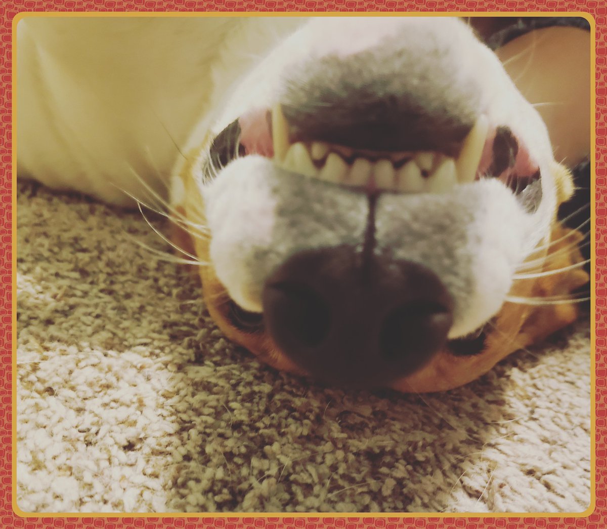 ChristaSull81's tweet photo. So many folks are struggling right now. It seems like every day is a battle. One positive word or gesture can change the trajectory of someone's day. I hope JJ's silly smile brightens yours! #spreadthelove #thestruggleisreal https://t.co/0X65oqUJQk