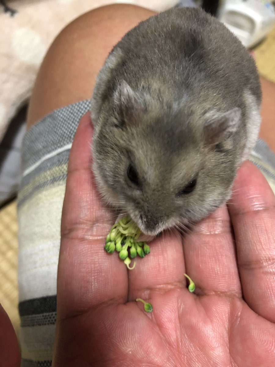 大アクマ うちのター 今夜はお父さんの膝の上でブロッコリーに舌鼓 9月中旬を過ぎて流石に涼しくなってきたので長袖を着たら やっぱり袖口から入って来るのね サファイアブルー ブルーサファイア ジャンガリアン ハムスター ジャンガリアン