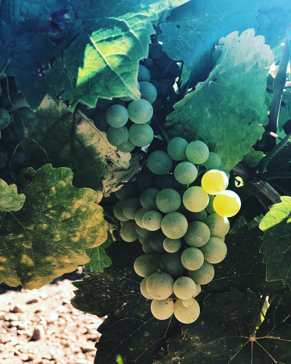 BodegasBelote's tweet photo. Pensando sobre el Albarín. ¡Amamos esta uva en Tierra de Campos! #vinosdecueva https://t.co/Mm5SO8S9ME