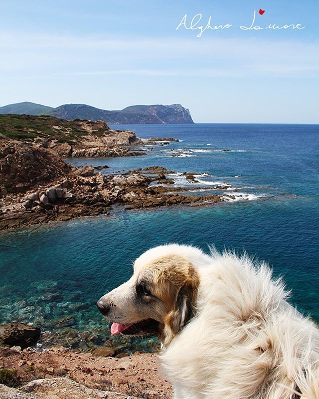 algherodamare's tweet photo. Un viaggio con il proprio amico? Sul mare è meglio 🐶❤️ #algherodamare #alghero #doghiking #dogtraveler #dillechelami #sardegna > https://t.co/dXpuMBg374 https://t.co/XCAZjmqg1e