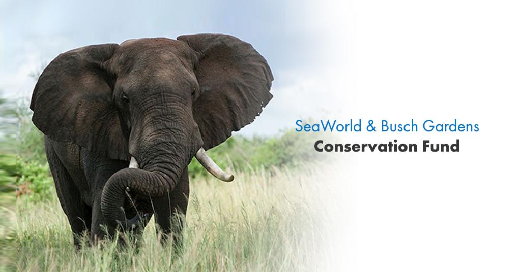 Seaworld And Busch Gardens Conservation Fund SeaWorld on Twitter: "Since 2003, the SeaWorld & Busch Gardens