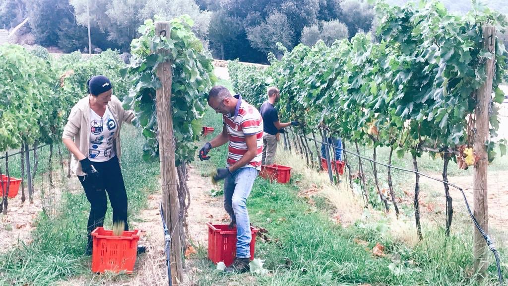 Siddurasrl's tweet image. La vendemmia prosegue bene, tanto lavoro da fare ma che grande soddisfazione per tutti noi!!! #harvest19 #vendemmia #winery