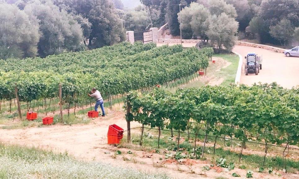 La vendemmia prosegue bene, tanto lavoro da fare ma che grande soddisfazione per tutti noi!!! #harvest19 #vendemmia #winery