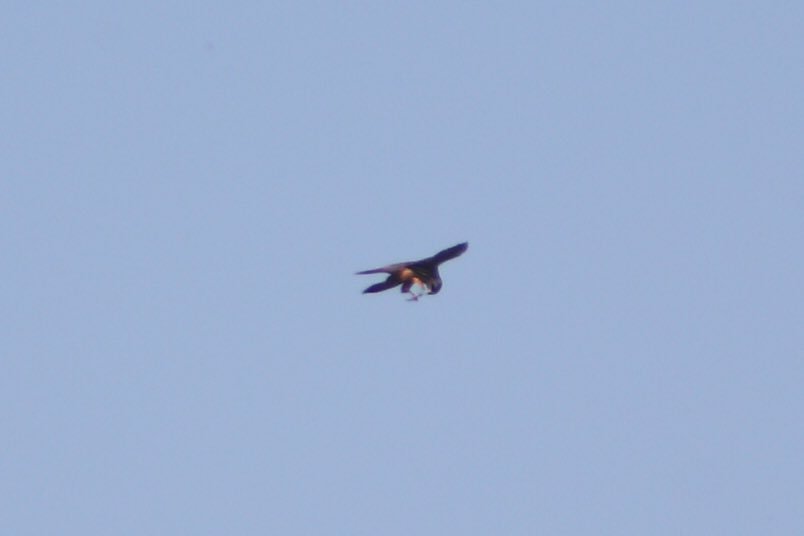 BeanyBirder's tweet photo. Walk around Shorncote this a.m. in glorious sunshine. 42 bird species incl. 6 warbler species (garden, blackcap, whitethroat, sedge, cetti &amp; chiff). Others incl. hobby, water rail, green sand, l. grebe. Insects incl. Migrant hawker, common &amp; ruddy darters, small heath @CWPBirds https://t.co/HdltPknCeU