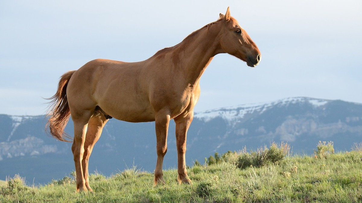 journal_animal's tweet photo. Article:Association between #nutritionalvalues of hays fed to #horses and sensory properties as perceived by human sight, touch and smell (S.Julliand et all.) 🐴🐎https://t.co/6fLblshhMv
#equine #forage #biochemical #composition
@CUP_LifeScience @EAAPofficial https://t.co/21wW9qLOiH