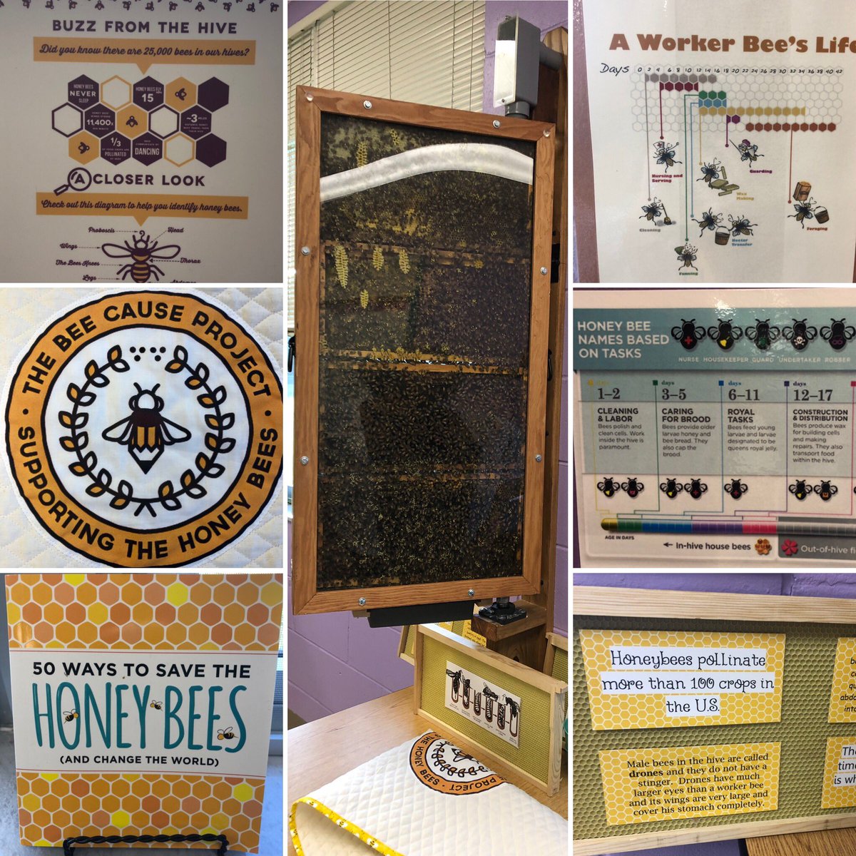 DrHollyGerlach's tweet photo. So excited to see the famous honey bees @Code_AcademyFL this morning! 😍😍😍 #STEM #STEM4All https://t.co/0jPnksIZzK