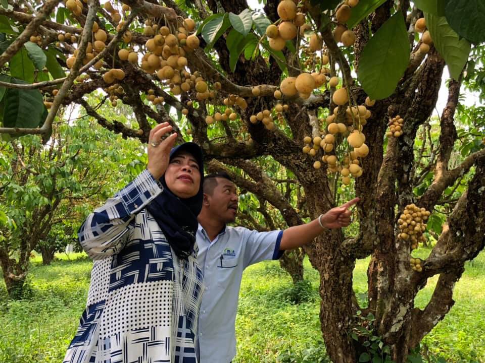 KamariahLong's tweet photo. Lawatan rasmi ke MARDI Jerangau dan ia juga merupakan Stesen Pusat Kecemerlangan (CoE) Herba.

#betterMARDI 
#FromLabToTable
#OurFoodOurFuture https://t.co/oF3ZmdVMZl
