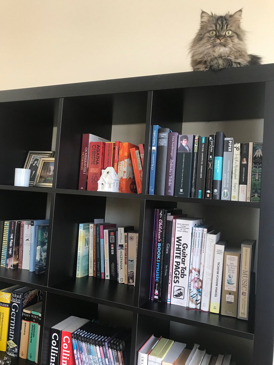 My #library #cat 😊