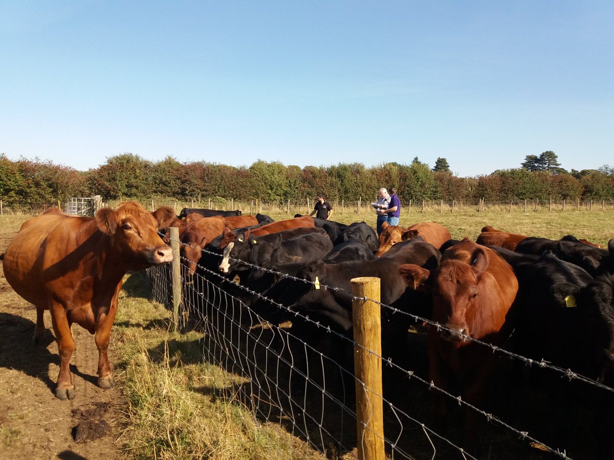 StabiliserBeef's tweet photo. Fenceline weaning at Weighton Wold. #Stabiliser https://t.co/hOz3S0GWzm