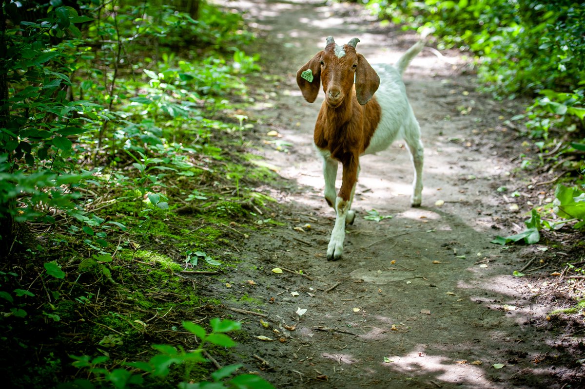 A2Parks's tweet photo. They're back! Yesterday we welcomed 5 of our former @A2Give365 goat employees back to work to clear/eat poison ivy & buckthorn on 2 of Gallupโs islands from now through the end of September. #goatsatwork #naturalclearing #goatscaping @A2GOV @allabouta2 @AAObserver @MLive https://t.co/3DYrpDHYdG