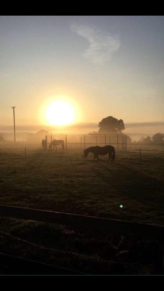 briscoe89's tweet photo. Road to Rome, Fair Exchange and Tilly enjoying a beautiful morning here in cheshire. #happyhorses #moodymare #besttimeoftheday https://t.co/X4ZkuRrX9Z