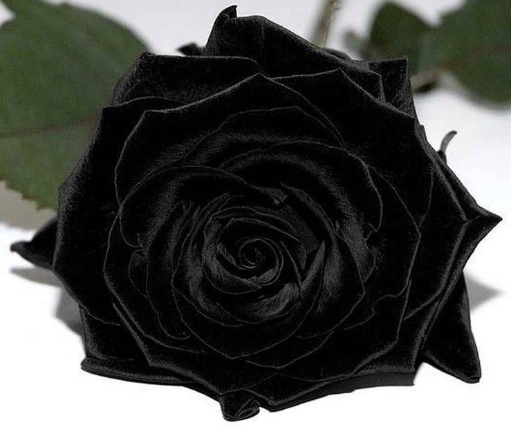 Что может быть черного цвета. Что может быть черного цвета. Что может быть черного цвета. Что может быть черного цвета. Черные розы халфети.