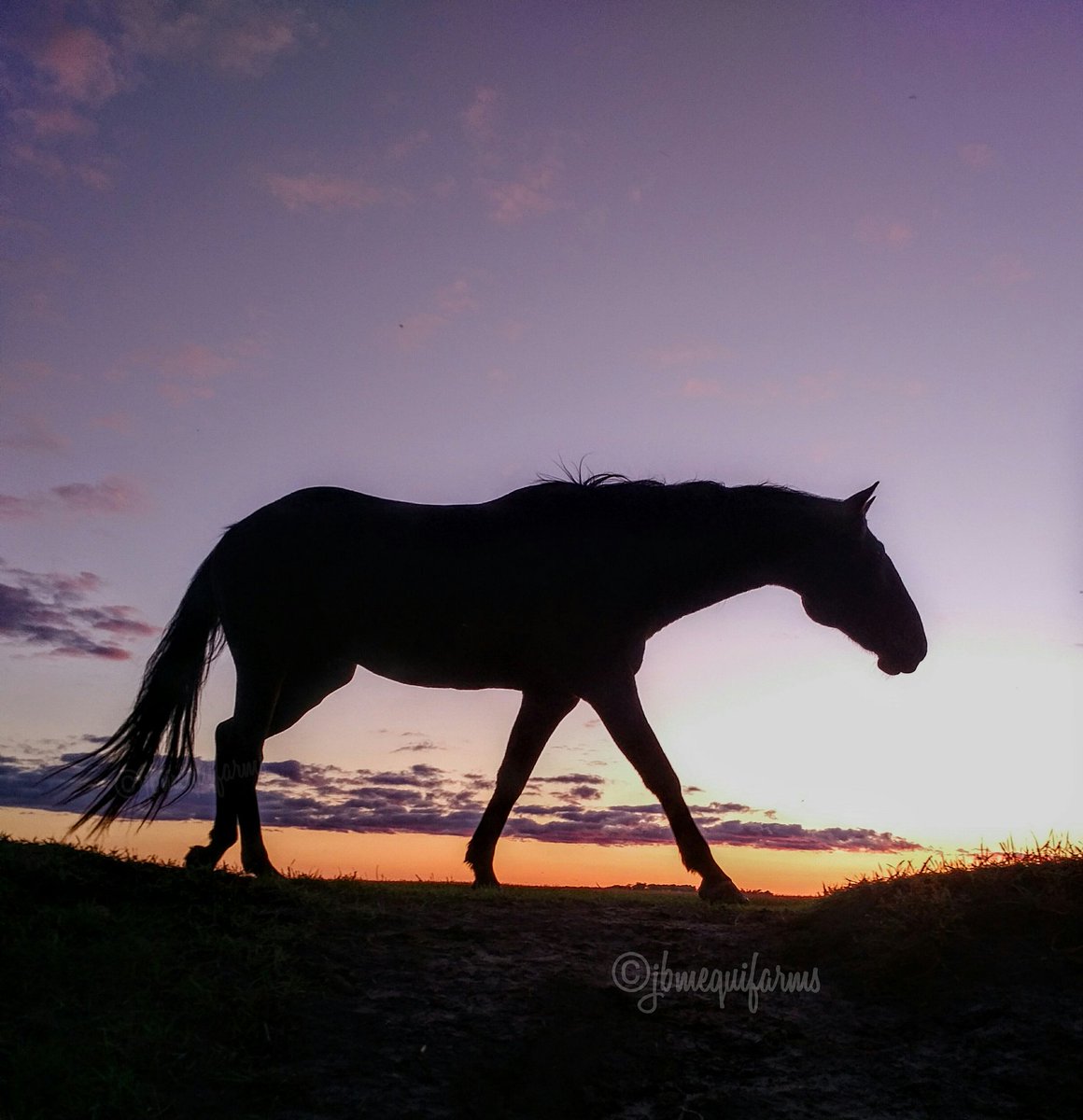 JBMEquiFarms's tweet photo. Horses truly are "Poetry in Motion"
They soothe my soul when I watch them roam and be horses.π
#Manitoba #farm #prairie #horses #aqha #quarterhorse #sunset #poetryinmotion #belikeBlue #Blueboy #Bay #gelding https://t.co/y0wNi94nc9