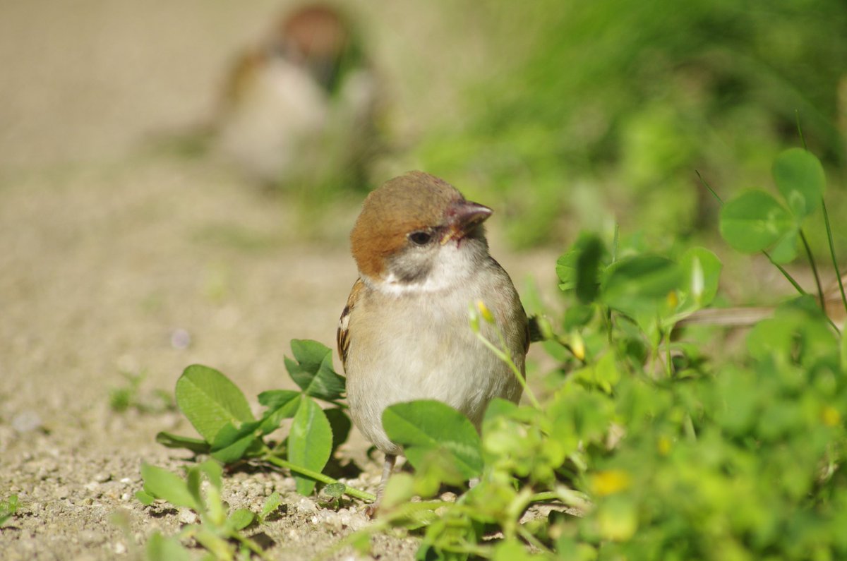 中野さとる A Twitter 子スズメくんの大冒険 雀 スズメ すずめ Sparrow 鳥 小鳥 野鳥 Bird