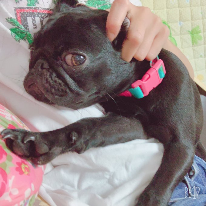 スヌート？ うちもやろーと思ったけど、まって、うちの子お鼻なかった🤣🤣🤣 そもそも論のお話でした♡笑 #pug #パグ #7ヶ月 https://t.co/FE6TBjnyBg<a href="/tag/pug"class="tags">#pug</a><a href="/tag/7%E3%83%B6%E6%9C%88"class="tags"><span>#7ヶ月</span></a><a href="/tag/%E3%83%91%E3%82%B0"class="tags"><span>#パグ</span></a>