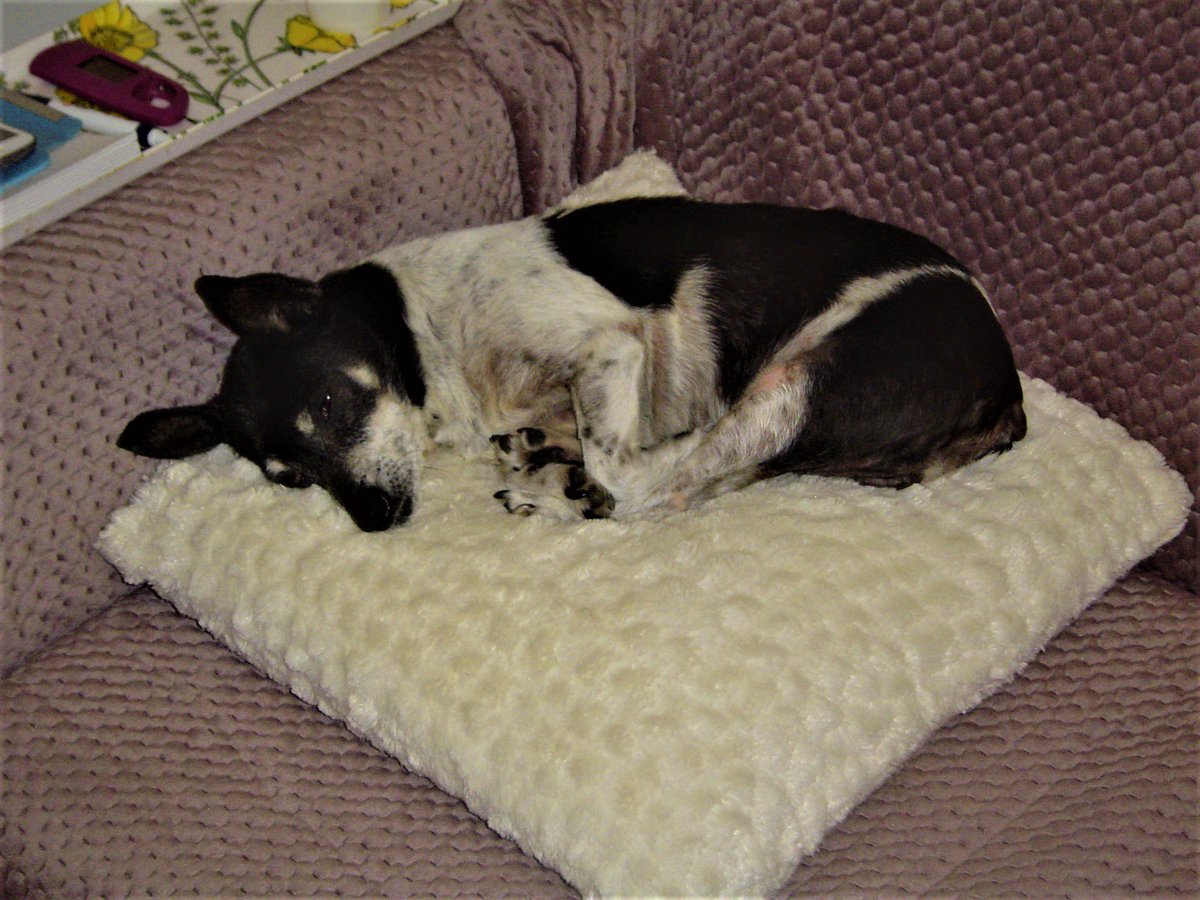 suzihands's tweet image. Sally was 14 and went to sleep 3 months ago. She was such a sweet little girl. 💖🐶