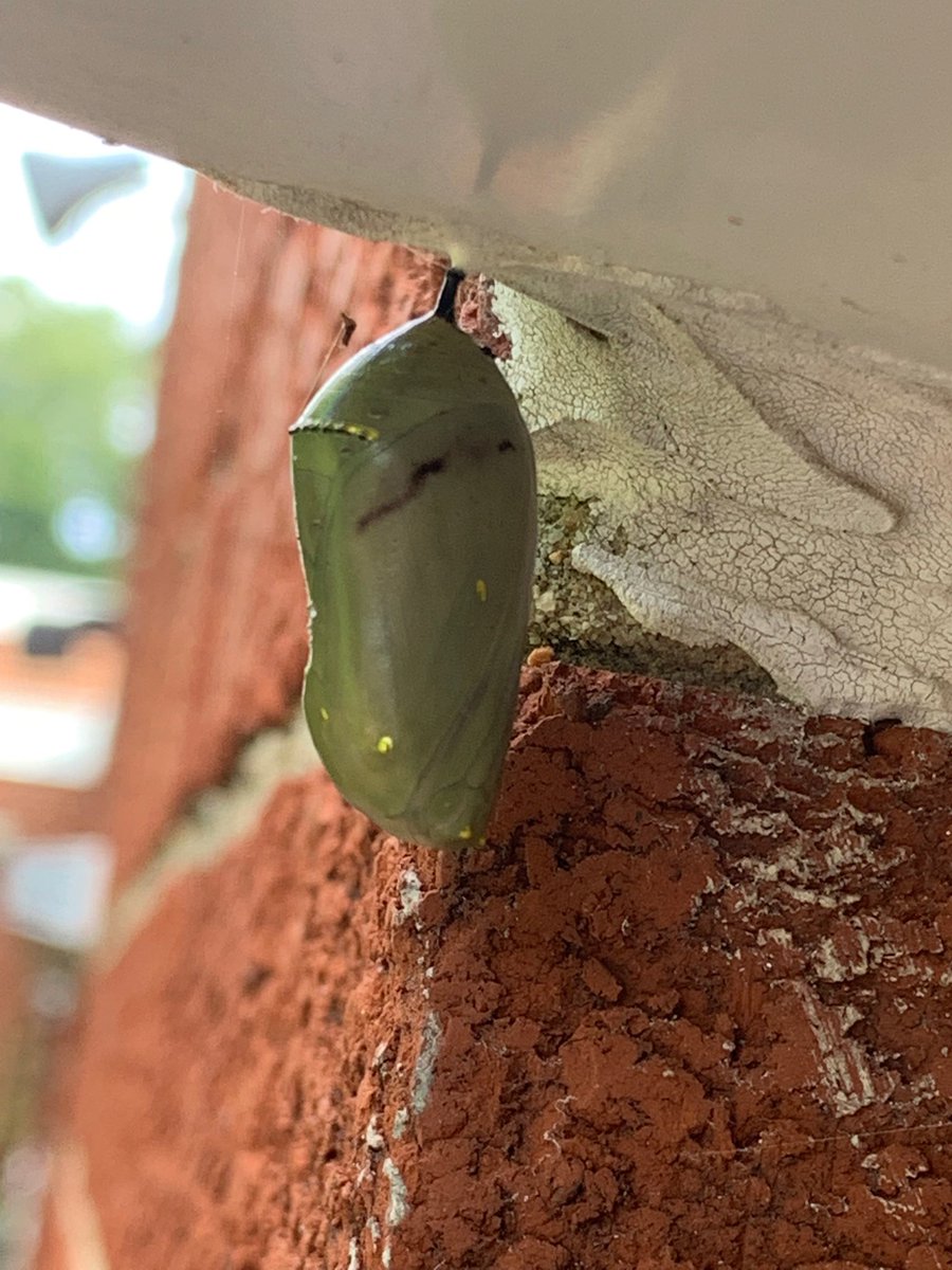 DorothyRadja's tweet photo. Oh, the cool things one can discover in “observational art” seminar! Taken in our ecology courtyard #fcpsEaglesSoar https://t.co/G3WbT51lRI