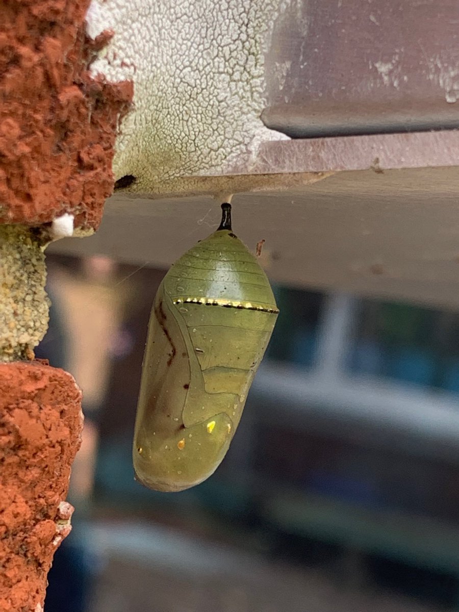 DorothyRadja's tweet photo. Oh, the cool things one can discover in “observational art” seminar! Taken in our ecology courtyard #fcpsEaglesSoar https://t.co/G3WbT51lRI
