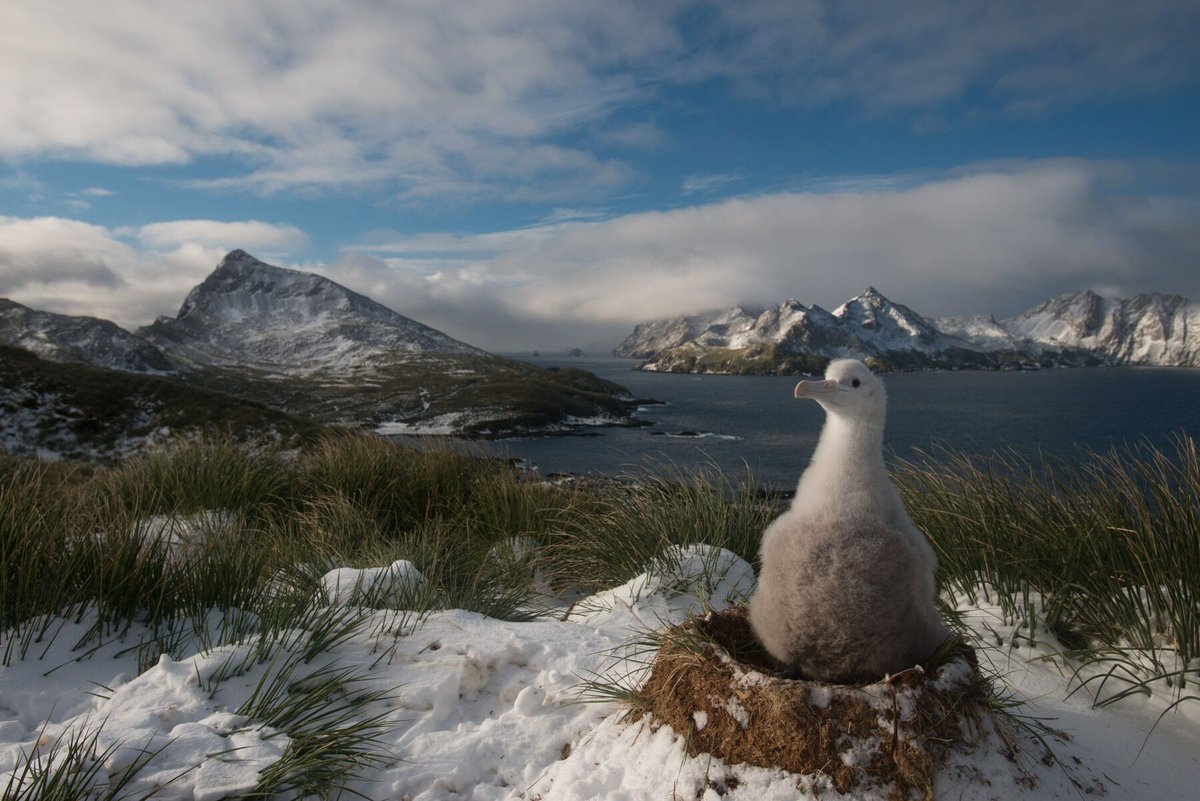 The Bird Island team have almost finished ringing all of the #wanderer chicks 🐣 Ringing is essential for monitoring our #albatross as it allows researchers to identify each bird using unique IDs. We don't know about you, but we could tell Greta from a mile off!

📸: <a href="/Derren_Fox/">Derren Fox</a>