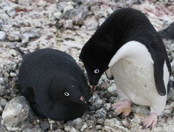 GoLoveAnimals's tweet photo. Pure black Pygoscelis adeliae https://t.co/rXC9WAQ76B