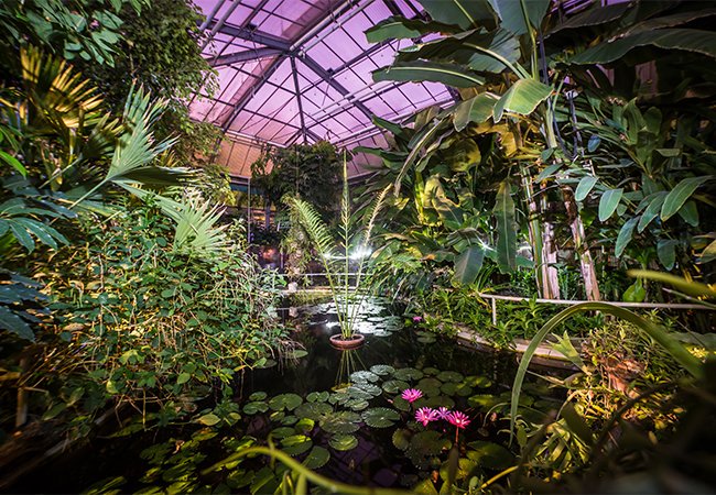 ptnce2019's tweet photo. Our social programme will begin on Tuesday evening by wine reception at the Botanical garden of the Faculty of Science. Gain an insight into the garden’s history, plants and seasonal highlights by joining guided tours! #ptnce2019 https://t.co/zZx12C3PZd