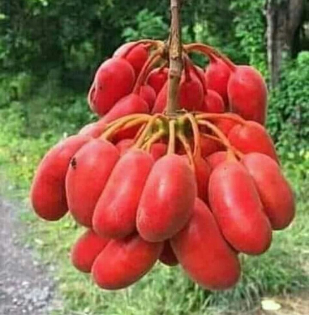 vicenzso's tweet image. 😋