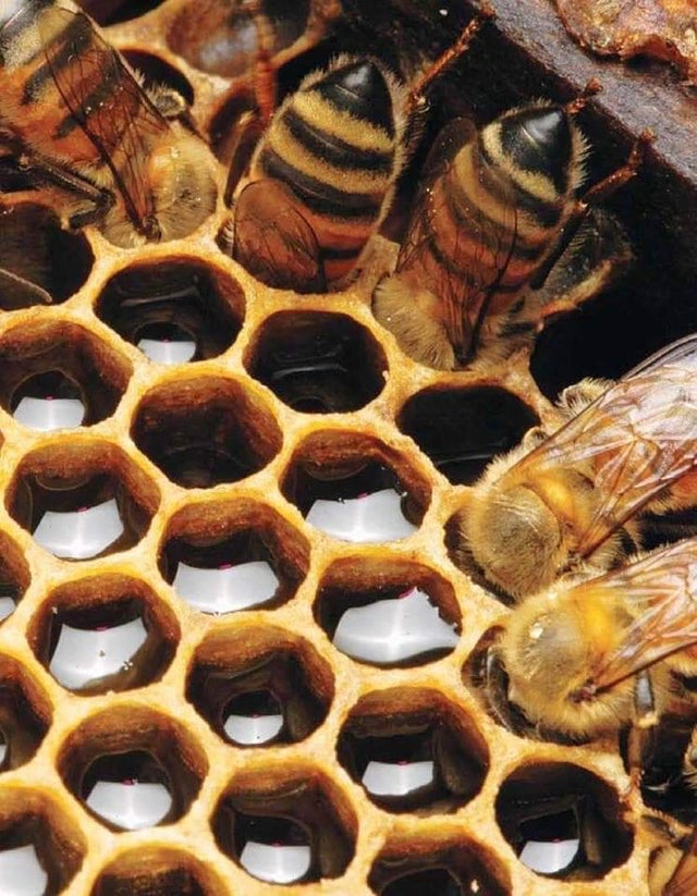 CBMreview's tweet photo. Just some bees inside a honeycomb. 

#Honeybees #SaveTheBees #MildlyInteresting #Nature #Photography https://t.co/wEzZD9uqW1