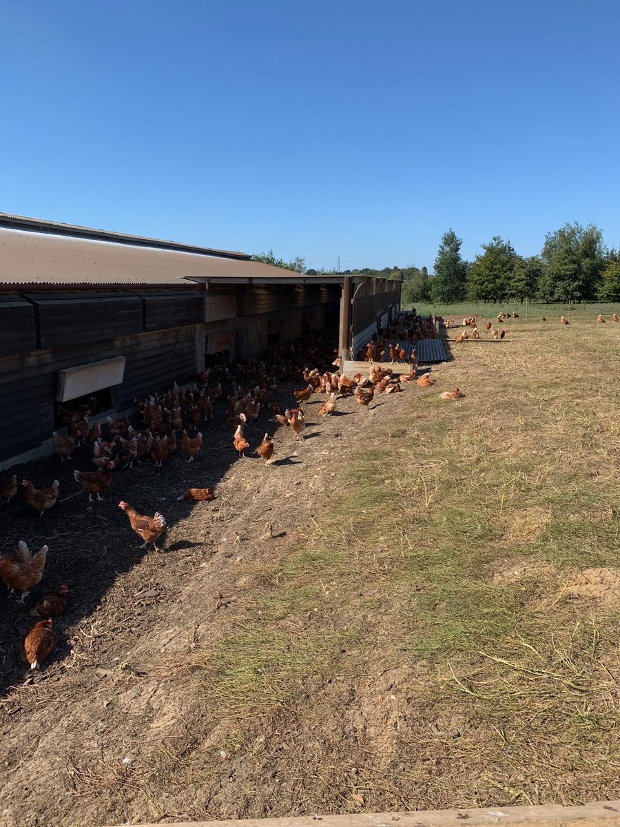 DuffieldsFeeds's tweet photo. Jack Fellows from our head office has been out on farm with some #FreeRangehens all powered by #Duffields and all enjoying the weather. ๐๐ฅ
#Chickens #freerange #poultry #animalfeed #Duffieldsanimalfeeds #highperformance #farming #agriculture #eggs https://t.co/MoY2q0zorN