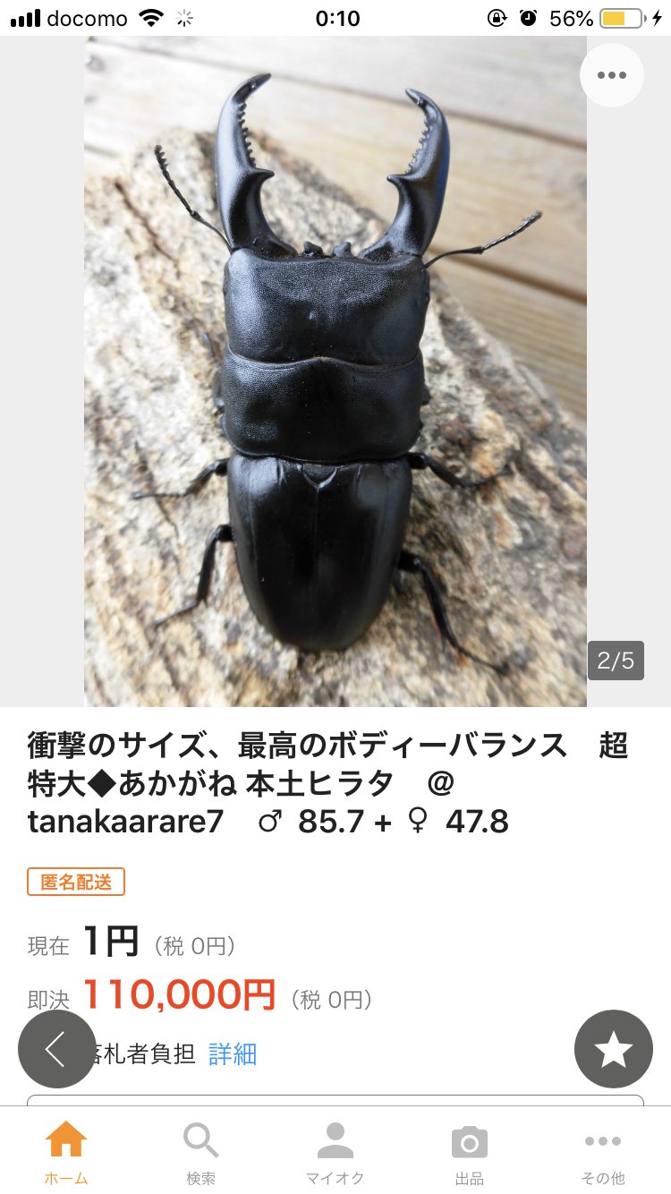 あかがね血統 ヒラタクワガタ♂♀♀