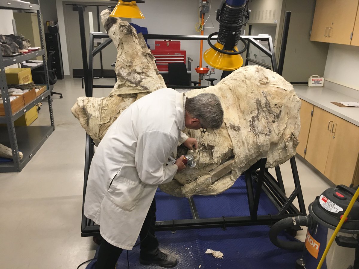 DavidWinterTV's tweet photo. This Triceratops roamed earth 68 million years ago. It took about a month to get it out of the ground, but will take about a year to clean up. You can watch the process at the Museum Center and it may eventually go on display in the Dinosaur Hall. #Dinosaurs #MuseumCenter https://t.co/BtW6PK6uam