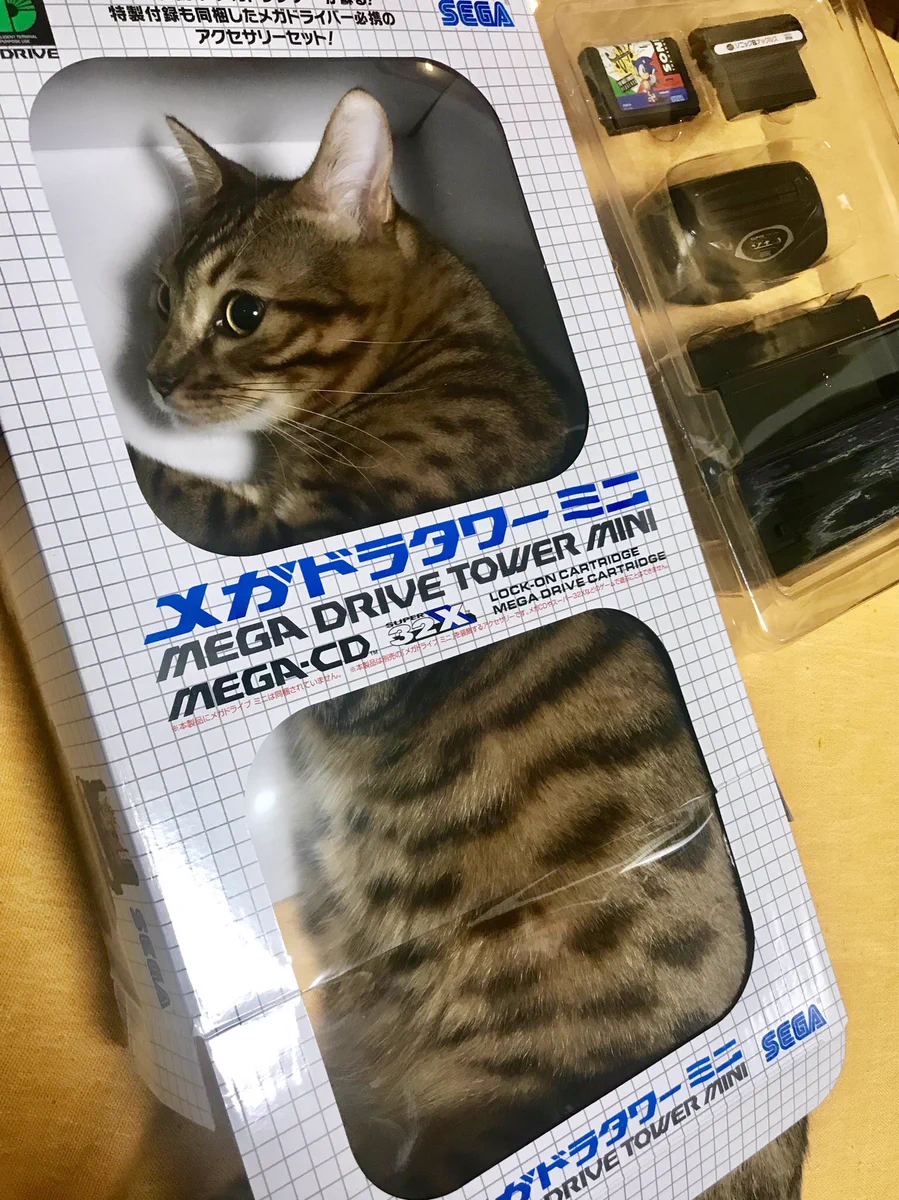 空き箱にすっぽりはまっている猫ちゃん！「出てきなさい」