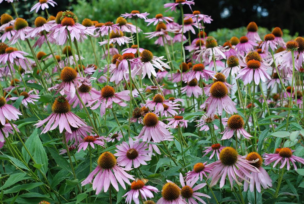 Echinacea is one of the many plants that are ideal for purchasing as bare root - discover more about bare root plants with the @plant_based_pod here: theplantbasedpodcast.net/portfolio/5-re… #Echinacea #BareRootPlants #ThePlantBasedPodcast