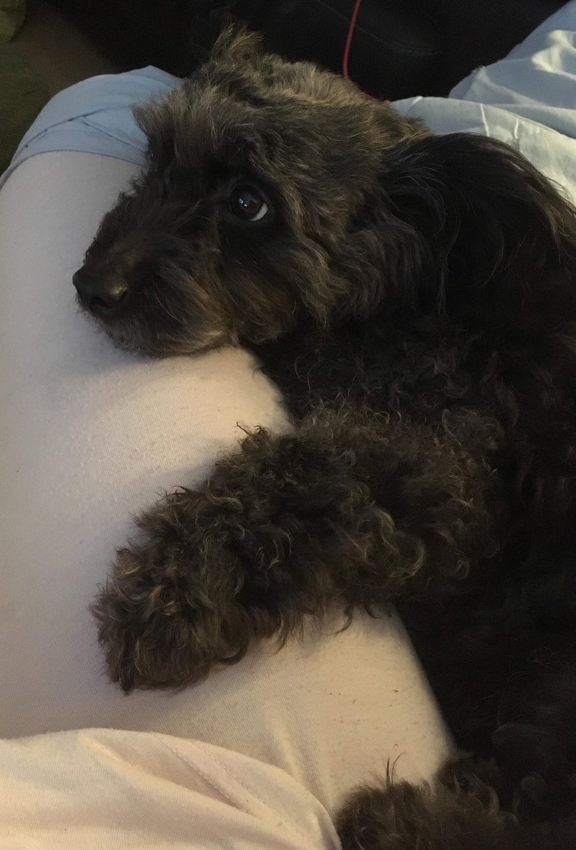 PlanetBGlasgow's tweet photo. Boo has had a rough week π & is on antibiotics to get better so she is enjoying my day off with me. π
Jammies, cuddles and tea all day long...
#SweetBoo #Cuddles #RescueDog #AdoptDontShop https://t.co/PzS1ZwBmOJ