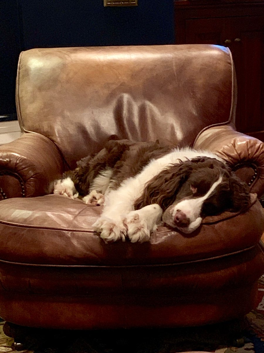 adamhedelen's tweet photo. Ok friends, need a favor for Melissa. 

George the Springer Spaniel is in the @gardenandgun “Good Dog Contest.”  

Please consider voting for him at:

https://t.co/0qT0nqOzJQ

Much appreciated. https://t.co/Hw0t2ai9rj