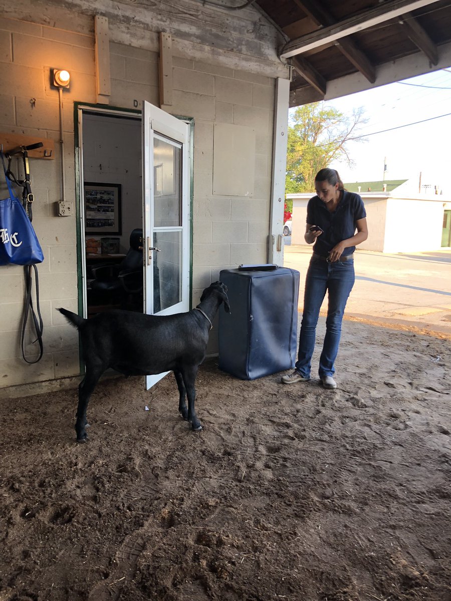 MisterM54101964's tweet photo. Getting looked over by our chiropractor Lindsey. #chiropractic #GOAT #SportsMedicine #teamcox @JorgitoAbrego @oliver_the_goat https://t.co/v2fpHhsXdV