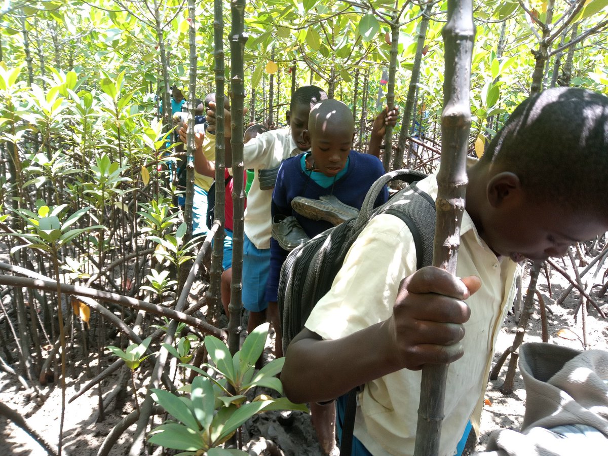 Involving students in conserving our critical natural ecosystem is not just the best way in mitigating the effect of climate change but also the sustainable way of attracting long-term commitment to fighting it.
#MangrovesForClimateChange
#MangrovesChampions