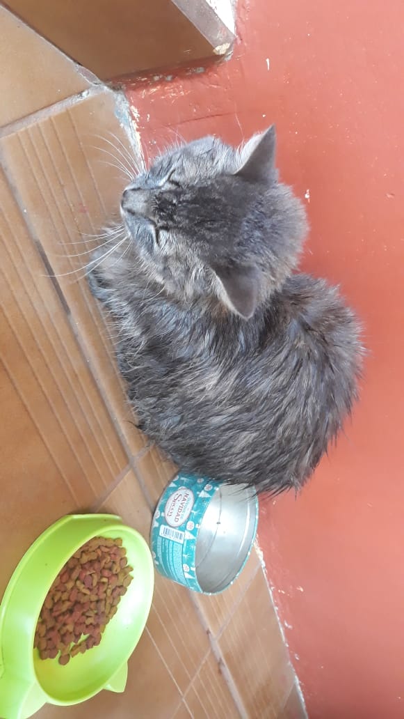 GatoGignac's tweet photo. Panchita en adopción responsable, cualquier info conmigo.
Ayúdame a buscarle casita a esta pequeña! 
#AdoptaNoCompres #Adopcion #pancha #gatos #ayuda #RetweeetPlease #HogarSeguro #CostaRica https://t.co/Y9nCf0BNXf
