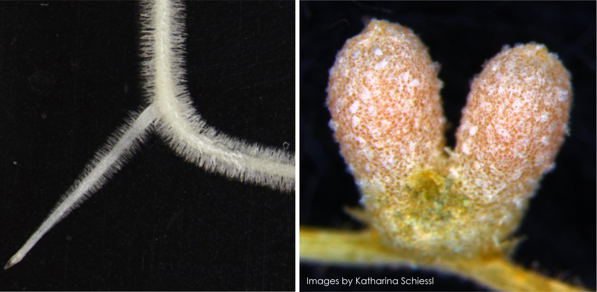 Overlap in lateral root and nodule development confirmed by @kathschiessl @gilesedoldroyd et al brings N-fixer cereal goal closer: #NODULE INCEPTION Recruits the Lateral Root Developmental Program for #Symbiotic Nodule Organogenesis in #Medicago truncatula cell.com/current-biolog…