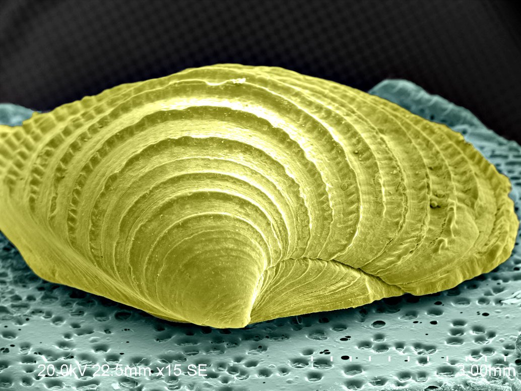 vistaeng's tweet image. Fun Friday with #seashells #microscopy #microscopeart #scanningelectronmicroscope #STEM #microscope