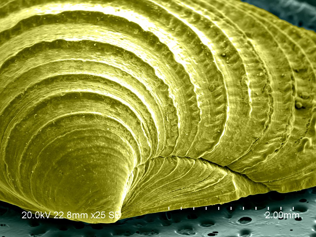 vistaeng's tweet image. Fun Friday with #seashells #microscopy #microscopeart #scanningelectronmicroscope #STEM #microscope