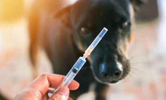 World Rabies Day Is the Perfect Time to Vaccinate Your Pet!

read more ... 
dalemabryanimalhospital.com/articles/prof_…