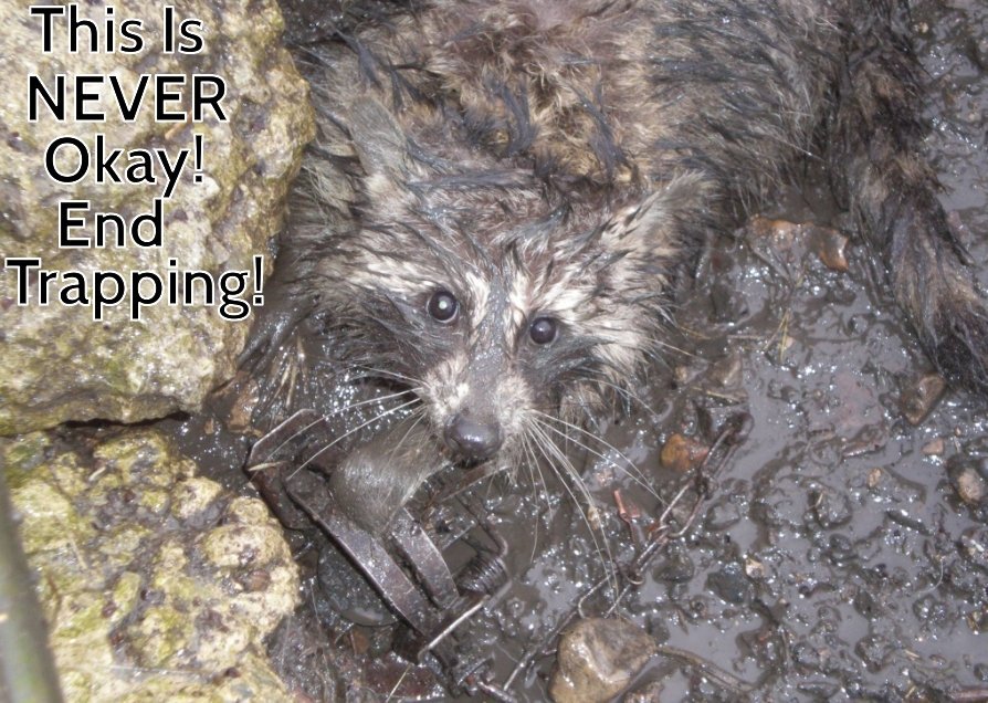 NHCART's tweet photo. As a compassionate society, we can do better than to treat wildlife like this. Trapping needs to end!
#NHCART #EndTrapping #Raccoon #NHPolitics #TrappingIsNOTConservation https://t.co/dyaxrjS7pn