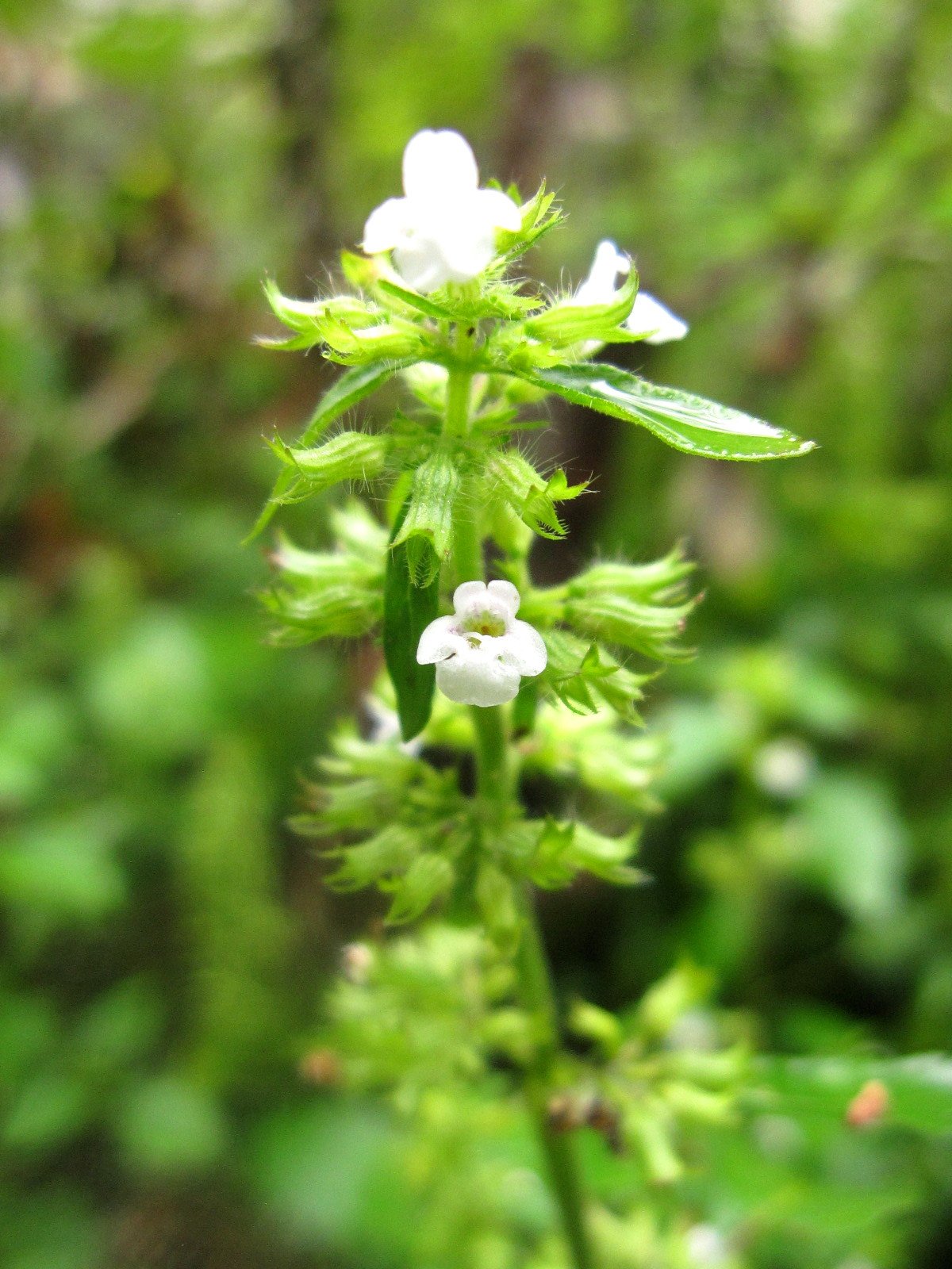 岩崎るりは ハッカの花 １枚目 ニホンハッカ ハッカの原料になる原種 ２枚目 地元で発見した野性種のハッカ 花のつき方がヒメハッカと同じです ３枚目 ２の群落 うちの庭 T Co Nxxw9xybqo Twitter