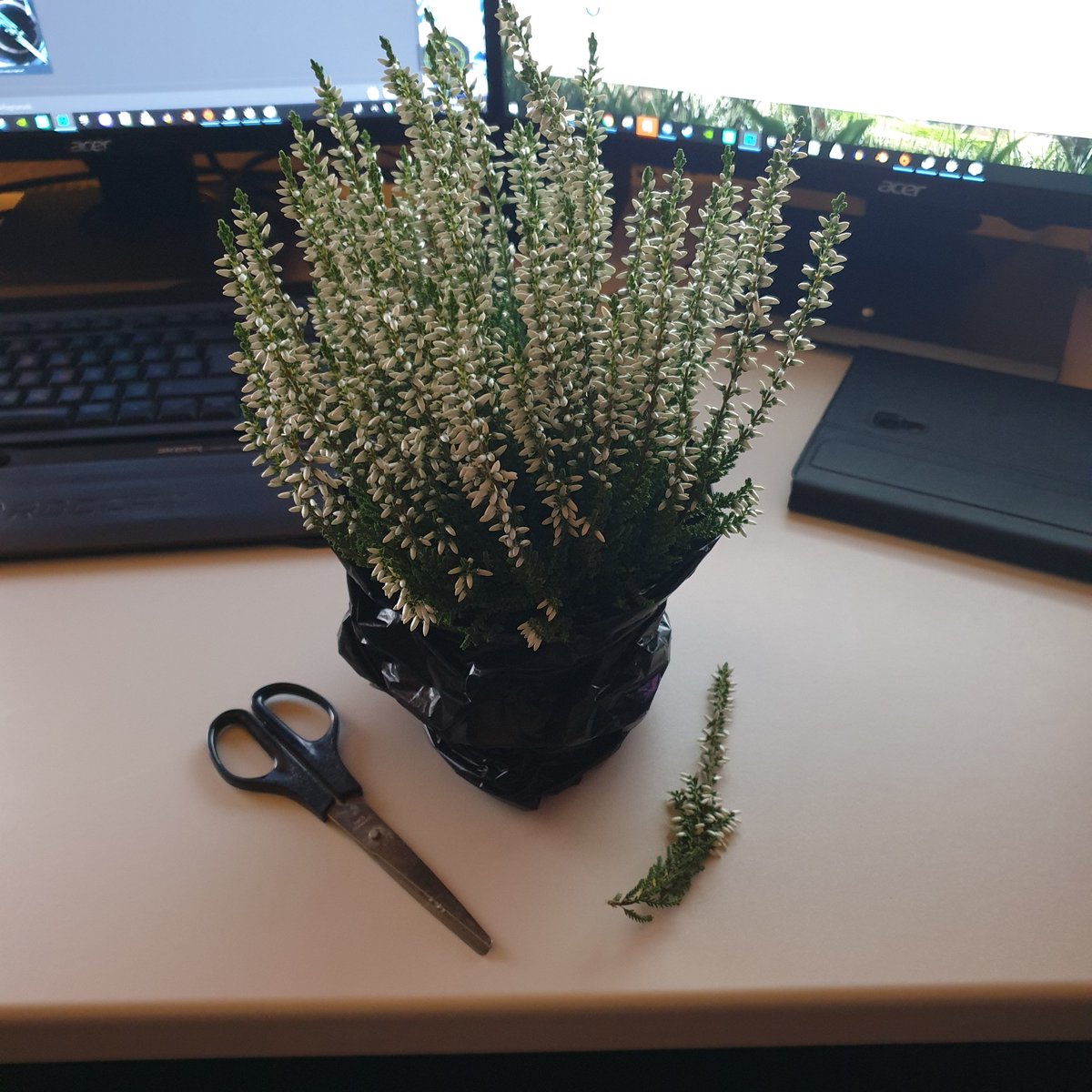 ProjectTiamat's tweet image. I was hacking the #devkit 👀🌳🦖

@survivetheark @ZenRowe @ComplexMinded  #arkmodding #blender #ue4 #foliage #arksurvivalevolved #playark