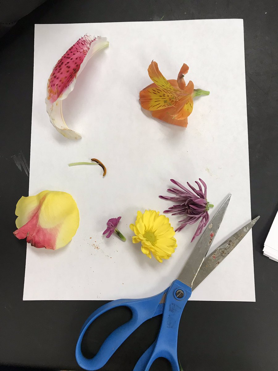 Jennhashert's tweet photo. Awe! Mr. Thomason brought flowers for his Shark Science club today —— TO DISECT! @Sellers_Sharks #sciencerocks #futurebotanists https://t.co/1yNtCnzoys