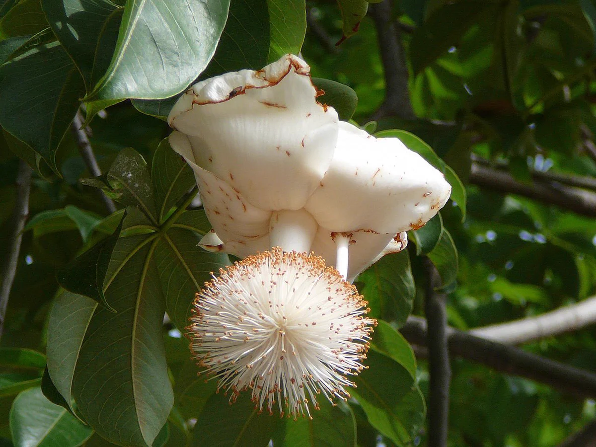 バオバブの花！椎茸みたいな形になってる！